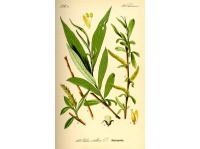 Saule blanc - Salix alba - Haie champetre  - Pepiniere Alsace - Vegetal Local Nord Est - Bio - Jardin forêt comestible - fruitier - permaculture