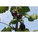 Caseille ‘Anita’ - Ribes nigrum x divaricatum x uva-crispa - Haie champetre  - Pepiniere Alsace - Vegetal Local Nord Est - Bio - Jardin forêt comestible - fruitier - permaculture