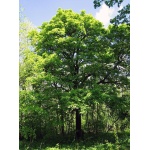 Alisier torminal - Sorbus torminalis- Haie champetre - Pepiniere Alsace - Vegetal Local Nord Est- Bio
