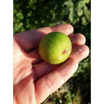Figuier 'Türkiye' verte - Ficus carica - Haie champetre  - Pepiniere Alsace - Vegetal Local Nord Est - Bio - Jardin forêt comestible - fruitier - permaculture