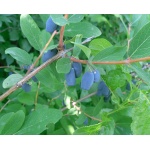 Chèvrefeuille comestible – Baie de mai ‘Kalinka’ - Lonicera kamtchatika - Haie champetre  - Pepiniere Alsace - Vegetal Local Nord Est - Bio - Jardin forêt comestible - fruitier - permaculture