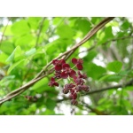 Vigne chocolat - Akébie pentaphylla - Akebia x pentaphylla - Haie champetre  - Pepiniere Alsace - Vegetal Local Nord Est - Bio - Jardin forêt comestible - fruitier - permaculture