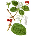Camérisier à balai - Lonicera xylosteum - Haie champetre  - Pepiniere Alsace - Vegetal Local Nord Est - Bio - Jardin forêt comestible - fruitier - permaculture