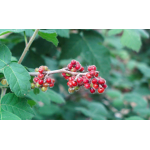 Sumac aromatique 'Grow low' – Vinaigrier couvre-sol - Rhus aromatica 'Grow low' - Haie champetre  - Pepiniere Alsace - Vegetal Local Nord Est - Bio - Jardin forêt comestible - fruitier - permaculture