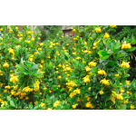 Épine-vinette à feuilles de Buis - Vinettier nain - Berberis buxifolia ‘Nana’  - Haie champetre  - Pepiniere Alsace - Vegetal Local Nord Est - Bio - Jardin forêt comestible - fruitier - permaculture