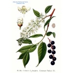 Cerisier à grappe - Prunus padus - Haie champetre  - Pepiniere Alsace - Vegetal Local Nord Est - Bio - Jardin forêt comestible - fruitier - permaculture