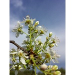 Cerisier de Sainte-Lucie - Prunus mahaleb - Haie champetre  - Pepiniere Alsace - Vegetal Local Nord Est - Bio - Jardin forêt comestible - fruitier - permaculture