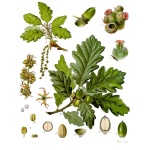 Chêne sessile - Quercus petraea - Haie champetre  - Pepiniere Alsace - Vegetal Local Nord Est - Bio - Jardin forêt comestible - fruitier - permaculture