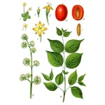 Cornouiller mâle - Cornus mas - Haie champetre  - Pepiniere Alsace - Vegetal Local Nord Est - Bio - Jardin forêt comestible - fruitier - permaculture