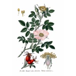 Églantier - Rosa canina - Haie champetre  - Pepiniere Alsace - Vegetal Local Nord Est - Bio - Jardin forêt comestible - fruitier - permaculture