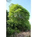 Érable plane - Acer platanoides  - Haie champetre  - Pepiniere Alsace - Vegetal Local Nord Est - Bio - Jardin forêt comestible - fruitier - permaculture