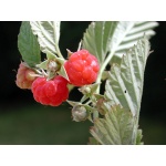 Framboisier 'September' - Rubus idaeus - Haie champetre  - Pepiniere Alsace - Vegetal Local Nord Est - Bio - Jardin forêt comestible - fruitier - permaculture