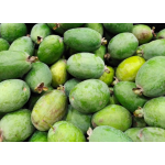 Goyavier du Brésil 'Mammouth' - Feijoa sellowiana  - Haie champetre  - Pepiniere Alsace - Vegetal Local Nord Est - Bio - Jardin forêt comestible - fruitier - permaculture