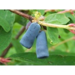 Chèvrefeuille comestible – Baie de mai ‘Blue velvet’ - Lonicera kamtchatika - Haie champetre  - Pepiniere Alsace - Vegetal Local Nord Est - Bio - Jardin forêt comestible - fruitier - permaculture