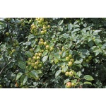 Pommier sauvage - Malus sylvestris - Haie champetre  - Pepiniere Alsace - Vegetal Local Nord Est - Bio - Jardin forêt comestible - fruitier - permaculture