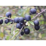 Prunellier - Prunus spinosa - Haie champetre  - Pepiniere Alsace - Vegetal Local Nord Est - Bio - Jardin forêt comestible - fruitier - permaculture