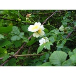 Rosier des champs - Rosa arvensis - Haie champetre  - Pepiniere Alsace - Vegetal Local Nord Est - Bio - Jardin forêt comestible - fruitier - permaculture