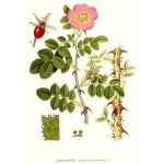 Rosier rouillé - Rosa rubiginosa - Haie champetre  - Pepiniere Alsace - Vegetal Local Nord Est - Bio - Jardin forêt comestible - fruitier - permaculture