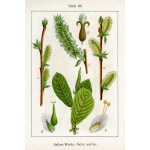 Saule à oreillettes - Salix aurita - Haie champetre  - Pepiniere Alsace - Vegetal Local Nord Est - Bio - Jardin forêt comestible - fruitier - permaculture