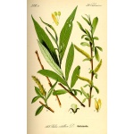 Saule blanc - Salix alba - Haie champetre  - Pepiniere Alsace - Vegetal Local Nord Est - Bio - Jardin forêt comestible - fruitier - permaculture