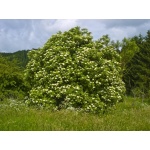 Sureau noir - Sambucus nigra - Haie champetre  - Pepiniere Alsace - Vegetal Local Nord Est - Bio - Jardin forêt comestible - fruitier - permaculture