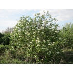 Viorne lantane - Viburnum lantana - Haie champetre  - Pepiniere Alsace - Vegetal Local Nord Est - Bio - Jardin forêt comestible - fruitier - permaculture
