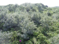 argousier-hergo-femelle-Hippophae-rhamnoides- Haie champetre  - Pepiniere Alsace - Vegetal Local Nord Est- Bio - Jardin forêt comestible - fruitier - permaculture 