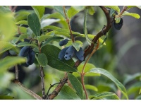 Chèvrefeuille comestible – Baie de mai ‘Kamtchatika’ - Lonicera kamtchatika - Haie champetre  - Pepiniere Alsace - Vegetal Local Nord Est - Bio - Jardin forêt comestible - fruitier - permaculture
