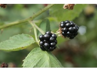 Mûrier noir – Ronce issue de variétés sauvages - Rubus fruticosus sp. 'Darrow' - Haie champetre  - Pepiniere Alsace - Vegetal Local Nord Est - Bio - Jardin forêt comestible - fruitier - permaculture