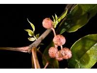 Poivre Sanshō - Zanthoxylum piperitum - Haie champetre  - Pepiniere Alsace - Vegetal Local Nord Est - Bio - Jardin forêt comestible - fruitier - permaculture