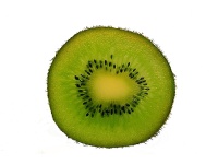 Kiwi ‘Solo’ - Actinidia deliciosa - Haie champetre  - Pepiniere Alsace - Vegetal Local Nord Est - Bio - Jardin forêt comestible - fruitier - permaculture