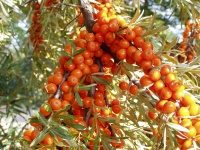 argousier-hergo-femelle-Hippophae-rhamnoides- Haie champetre  - Pepiniere Alsace - Vegetal Local Nord Est- Bio - Jardin forêt comestible - fruitier - permaculture 