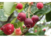 Amelanchier_du_Canada - Haie champetre  - Pepiniere Alsace - Vegetal Local Nord Est- Bio - Jardin forêt comestible - fruitier - permaculture