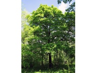 Alisier torminal - Sorbus torminalis- Haie champetre - Pepiniere Alsace - Vegetal Local Nord Est- Bio