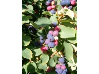 Amelanchier a feuilles ovales - Haie champetre  - Pepiniere Alsace - Vegetal Local Nord Est- Bio - Jardin forêt comestible - fruitier - permaculture