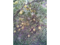 Groseillier à maquereau 'Hinnonmaki jaune' - Ribes uva-crispa  - Haie champetre  - Pepiniere Alsace - Vegetal Local Nord Est - Bio - Jardin forêt comestible - fruitier - permaculture