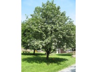 Alisier blanc - Sorbus aria - Haie champetre  - Pepiniere Alsace - Vegetal Local Nord Est - Bio - Jardin forêt comestible - fruitier - permaculture