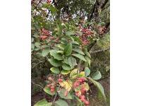 Poivre du Sichuan - Zanthoxylum simulans - Haie champetre  - Pepiniere Alsace - Vegetal Local Nord Est - Bio - Jardin forêt comestible - fruitier - permaculture