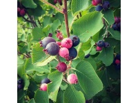 Amelanchier_a_grande_fleur__Prince_William - Amelanchier grandiflora - aie champetre - Pepiniere Alsace - Vegetal Local Nord Est- Bio
