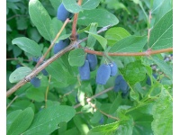 Chèvrefeuille comestible – Baie de mai ‘Kalinka’ - Lonicera kamtchatika - Haie champetre  - Pepiniere Alsace - Vegetal Local Nord Est - Bio - Jardin forêt comestible - fruitier - permaculture