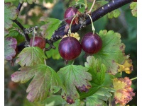 Groseillier à maquereau 'Rouge Freedonia' (sans épine) - Ribes uva-crispa  - Haie champetre  - Pepiniere Alsace - Vegetal Local Nord Est - Bio - Jardin forêt comestible - fruitier - permaculture