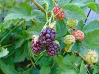 Mûroisier – Ronce hybride mûre-framboise - Rubus Hybris 'Loganberry' - Haie champetre  - Pepiniere Alsace - Vegetal Local Nord Est - Bio - Jardin forêt comestible - fruitier - permaculture