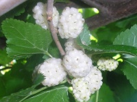 Mûrier blanc - Morus alba - Haie champetre  - Pepiniere Alsace - Vegetal Local Nord Est - Bio - Jardin forêt comestible - fruitier - permaculture