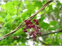 Vigne chocolat - Akébie pentaphylla - Akebia x pentaphylla - Haie champetre  - Pepiniere Alsace - Vegetal Local Nord Est - Bio - Jardin forêt comestible - fruitier - permaculture