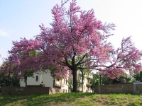 arbre-de-judee_Cercis_siliquastrum - Haie champetre  - Pepiniere Alsace - Vegetal Local Nord Est- Bio - Jardin forêt comestible - fruitier - permaculture