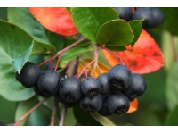 aronie_a_feuille_de_prunier_Viking_aronia_prunifolia_Viking_Haie champetre  - Pepiniere Alsace - Vegetal Local Nord Est- Bio - Jardin forêt comestible - fruitier - permaculture