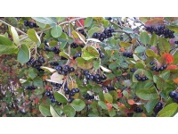 aronie_a_feuille_de_prunier_aronia_prunifolia_Haie champetre  - Pepiniere Alsace - Vegetal Local Nord Est- Bio - Jardin forêt comestible - fruitier - permaculture