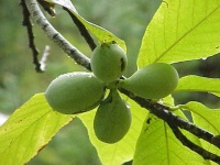 Asiminier greffé Prima 1216 - Asiminia triloba ‘Prima 1216’ - Haie champetre  - Pepiniere Alsace - Vegetal Local Nord Est - Bio - Jardin forêt comestible - fruitier - permaculture