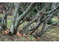 Poivre du Sichuan - Zanthoxylum simulans - Haie champetre  - Pepiniere Alsace - Vegetal Local Nord Est - Bio - Jardin forêt comestible - fruitier - permaculture