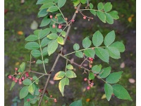 Poivre du Sichuan - Zanthoxylum simulans - Haie champetre  - Pepiniere Alsace - Vegetal Local Nord Est - Bio - Jardin forêt comestible - fruitier - permaculture